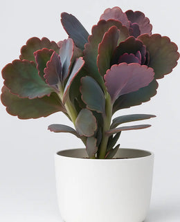 Kalanchoe Butterfly Plant