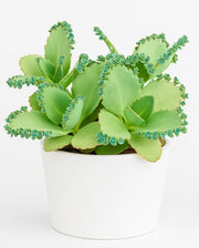 Kalanchoe Daigremontiana Plant
