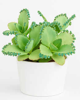 Kalanchoe Daigremontiana Plant