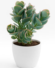 Kalanchoe Marnieriana Plant