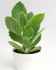 Kalanchoe Pumila Silver Spoon Plant