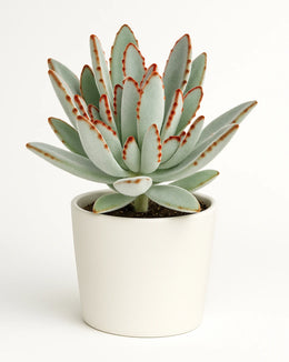 Kalanchoe Tomentosa - Panda Plant