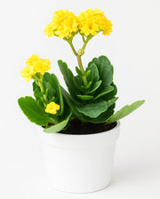 Kalanchoe Plant