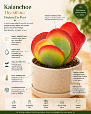 Kalanchoe thyrsiflora- Elephant Ear Plant