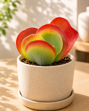 Kalanchoe thyrsiflora- Elephant Ear Plant