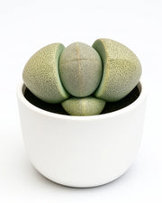 Lithop Succulent Plant