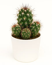 Maihueniopsis Cactus