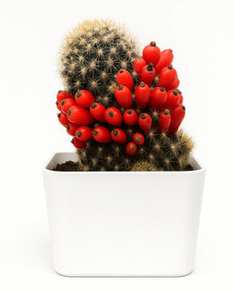 Mammilaria Prolifera