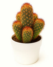 Mammillaria Elongata ‘Copper King Cactus'