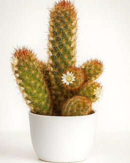 Mammillaria Elongata ‘Copper King Cactus'