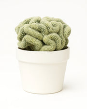 Mammillaria Elongata 'Cristata' (Brain Cactus)  Bare rooted