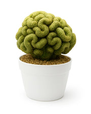 Mammillaria Elongata 'Cristata' (Brain Cactus)  Bare rooted