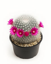 Mammillaria Hahniana