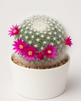 Mammillaria Hahniana