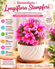 Mammillaria Longiflora Stampferi - Nainileaf