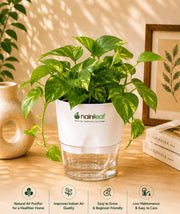 Air Purifier Collection