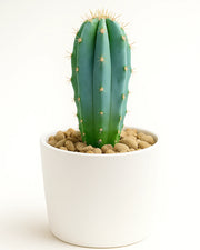 Myrtillocactus Geometrizans (Blue Candle Cactus)  Bare rooted