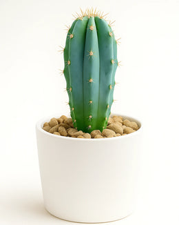 Myrtillocactus Geometrizans (Blue Candle Cactus)  Bare rooted