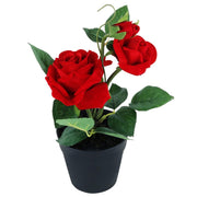 Red Rose with Plastic Pot