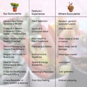 Success Attraction Succulent Combo