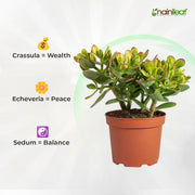 Success Attraction Succulent Combo