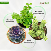 Success Attraction Succulent Combo