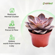 Success Attraction Succulent Combo