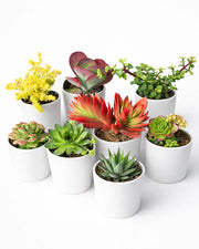 Nainileaf Combo of 8 Plants - Winter Special