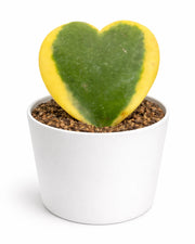 Nainileaf Heart Shaped Hoya- Kerri  (Bare Rooted)