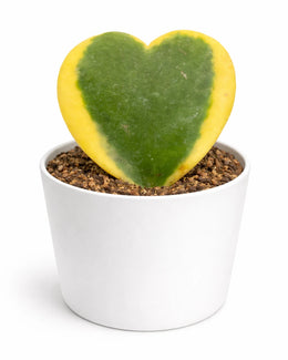 Nainileaf Heart Shaped Hoya- Kerri  (Bare Rooted)