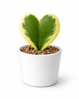 Nainileaf Heart Shaped Hoya- Kerri  (Bare Rooted)