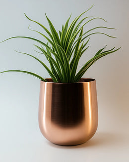 Nainileaf Iron Pot with Plating finish