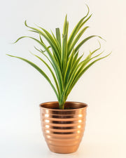 Nainileaf Metal designer pot in circular plating