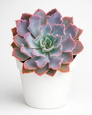 Echeveria Neon Breaker Plant