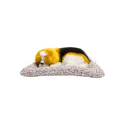 Imported Big Four Dogs