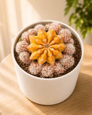 Old Lady Cactus - Nainileaf