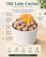 Old Lady Cactus - Nainileaf