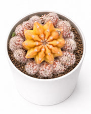 Old Lady Cactus - Nainileaf