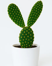 Opuntia Microdasys - Bunny Ear Cactus (Yellow) - Nainileaf