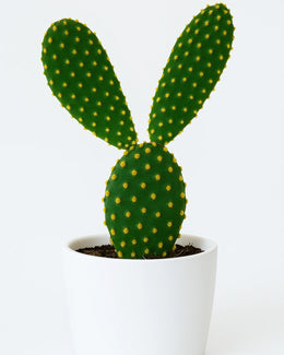 Opuntia Microdasys - Bunny Ear Cactus (Yellow) - Nainileaf