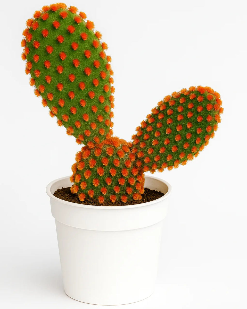 rabbit ear cactus Opuntia microdasys 'Bunny Ear Cactus' -Red Dot – Nainileaf
