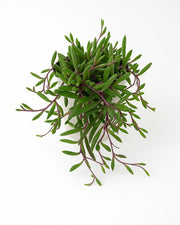 Othonna capensis 'Ruby Necklace' Plant