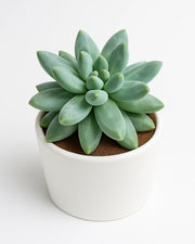 Pachyphytum Compactum (Little Jewel) Plant