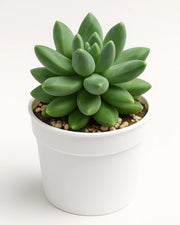 Pachyphytum Compactum (Little Jewel) Plant