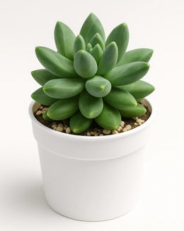 Pachyphytum Compactum (Little Jewel) Plant