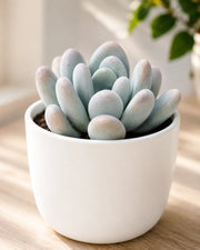 Pachyphytum Oviferum- Moonstone Plant