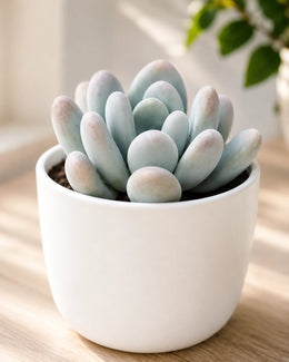 Pachyphytum Oviferum- Moonstone Plant