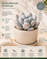 Pachyphytum Oviferum- Moonstone Plant