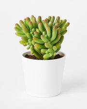 sedum banana succulent Sedum Otomokoro Banana Plant – Nainileaf