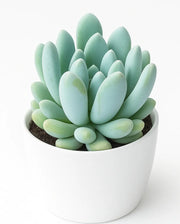 Pachyveria Clavifolia Plant